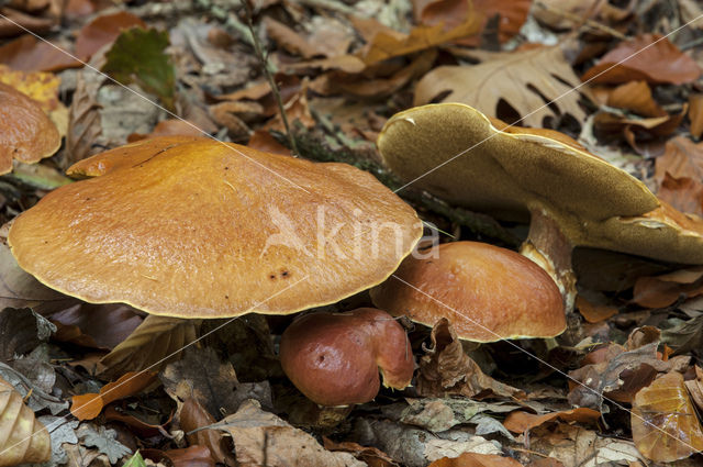 Koeienboleet (Suillus bovinus)