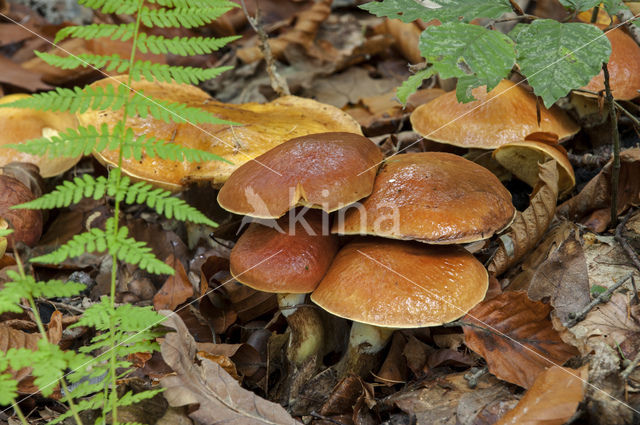 Koeienboleet (Suillus bovinus)