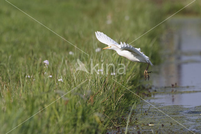 Koereiger (Bubulcus ibis)