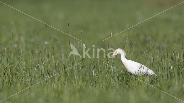 Koereiger (Bubulcus ibis)