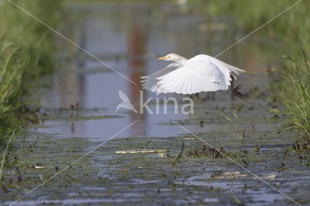 Cattle Egret (Bubulcus ibis)