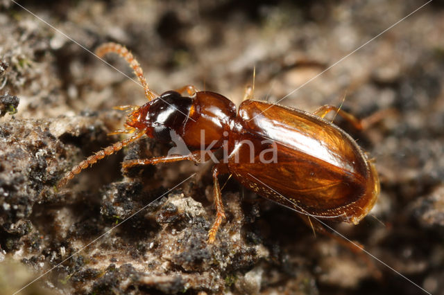 Kompostloper (Perigona nigriceps)