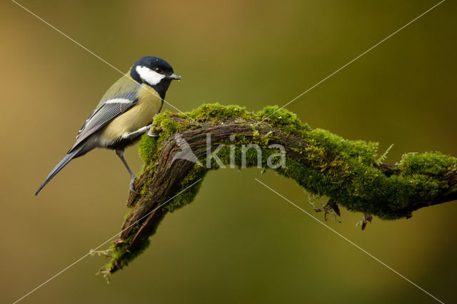 Koolmees (Parus major)