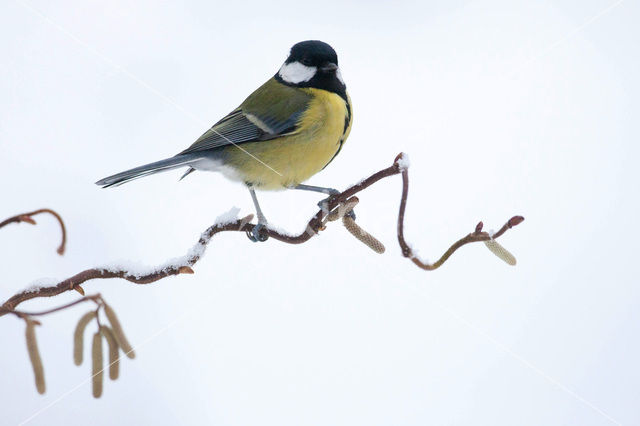 Koolmees (Parus major)