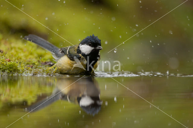 Koolmees (Parus major)