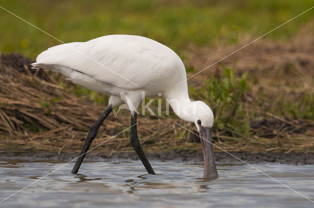 Lepelaar (Platalea leucorodia)