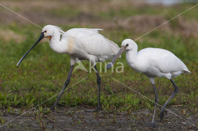 Lepelaar (Platalea leucorodia)