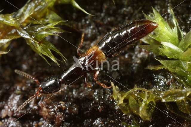 Leptacinus batychrus