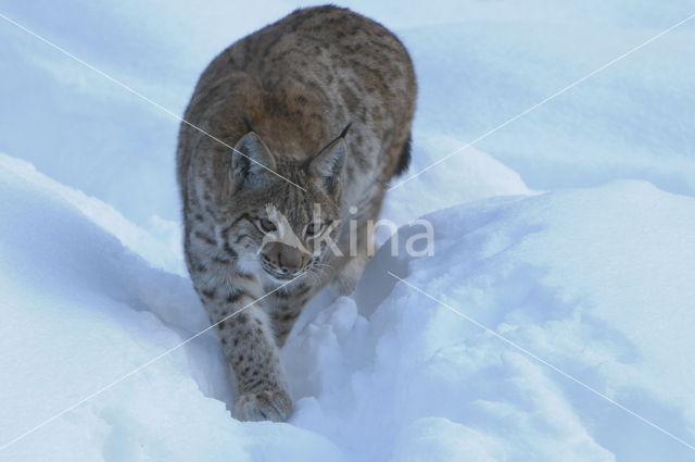 Bavarian Forest National Park