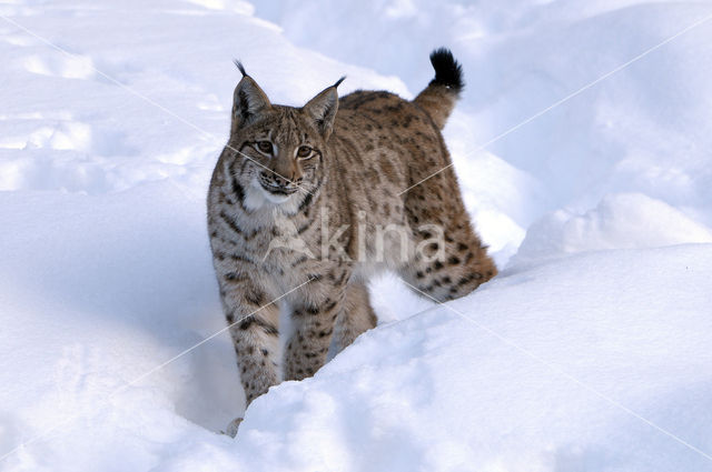 Bavarian Forest National Park