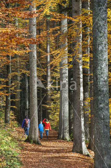 Nationaal park Beierse Woud