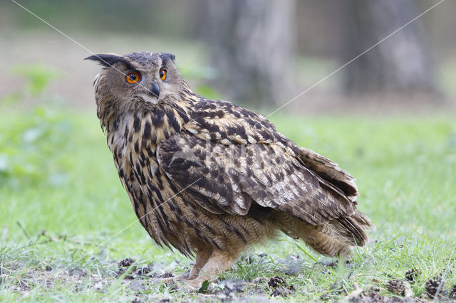 Oehoe (Bubo bubo)