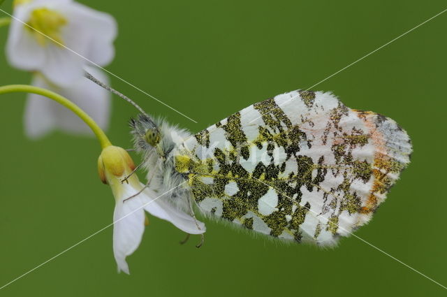 Oranjetipje (Anthocharis cardamines)