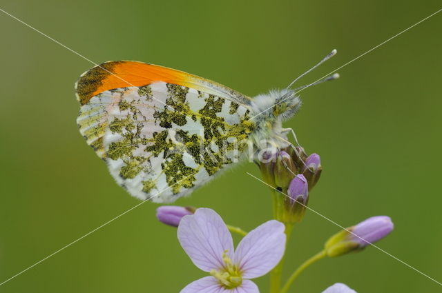 Oranjetipje (Anthocharis cardamines)