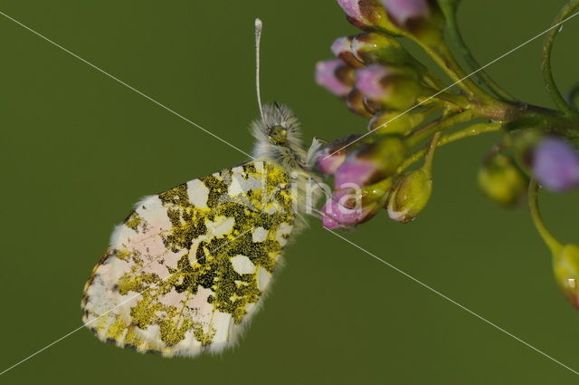 Oranjetipje (Anthocharis cardamines)