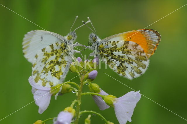 Oranjetipje (Anthocharis cardamines)