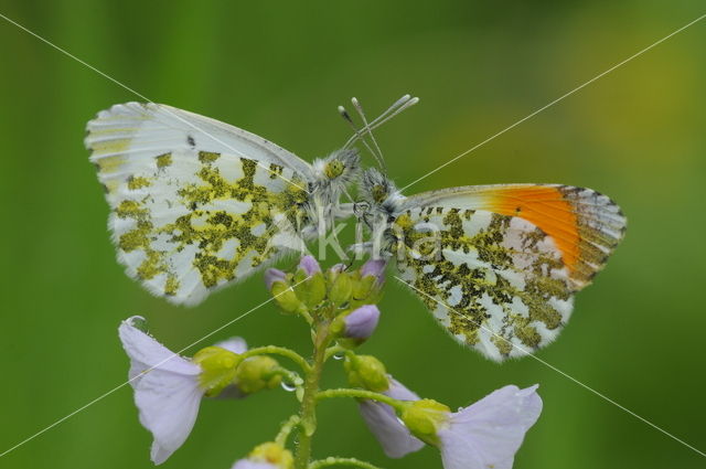 Oranjetipje (Anthocharis cardamines)