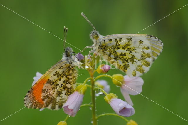 Oranjetipje (Anthocharis cardamines)