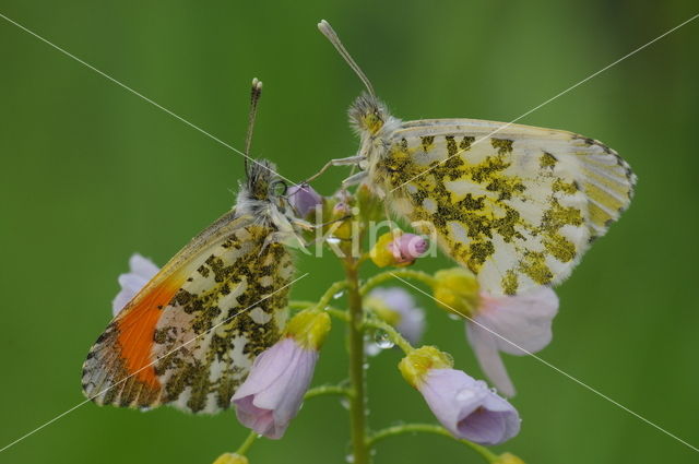 Oranjetipje (Anthocharis cardamines)