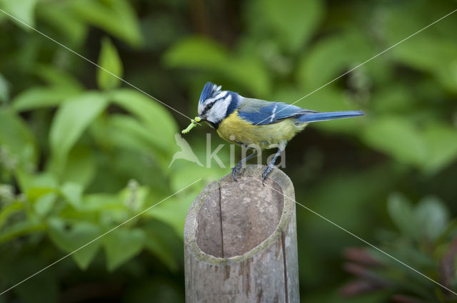 Blue Tit (Parus caeruleus)