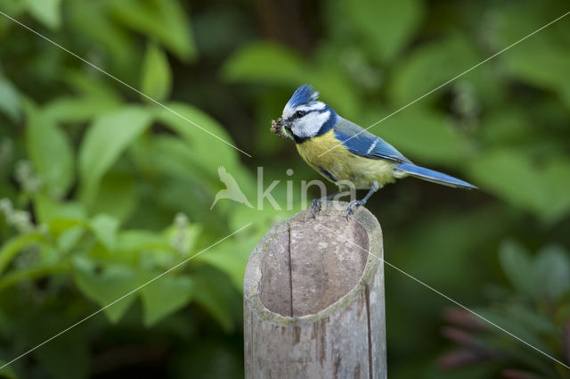 Blue Tit (Parus caeruleus)