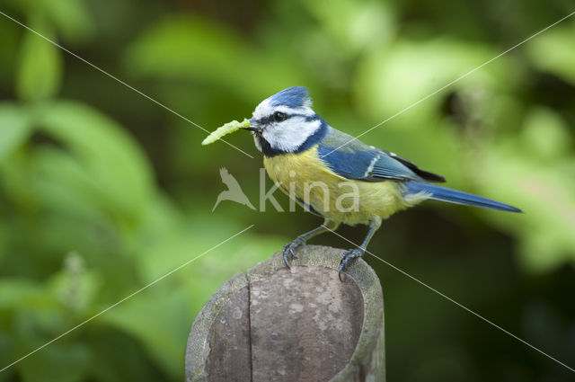 Blue Tit (Parus caeruleus)