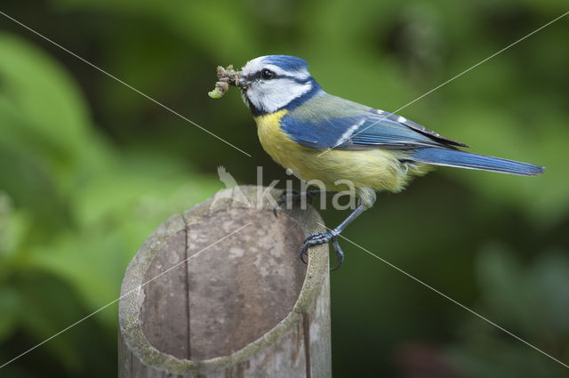 Blue Tit (Parus caeruleus)