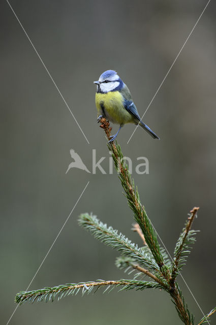 Pimpelmees (Parus caeruleus)