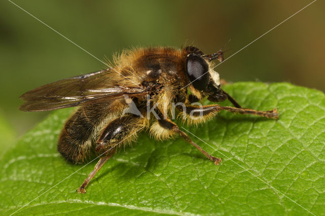 Populierenwoudzwever (Criorhina pachymera)