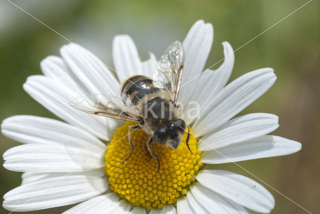 Puntbijvlieg (Eristalis interrupta)