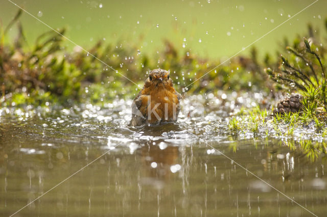 Roodborst