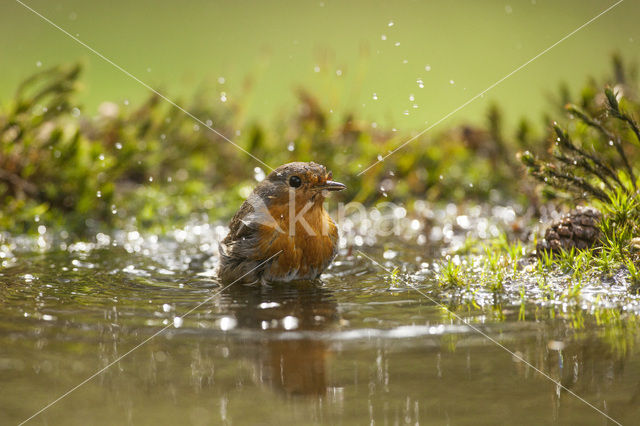 European Robin (Erithacus rubecula)