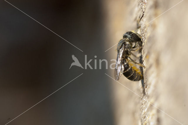 Rosse metselbij (Osmia bicornis)