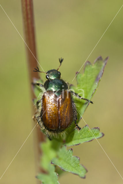 Rozenkever (Phyllopertha horticula)