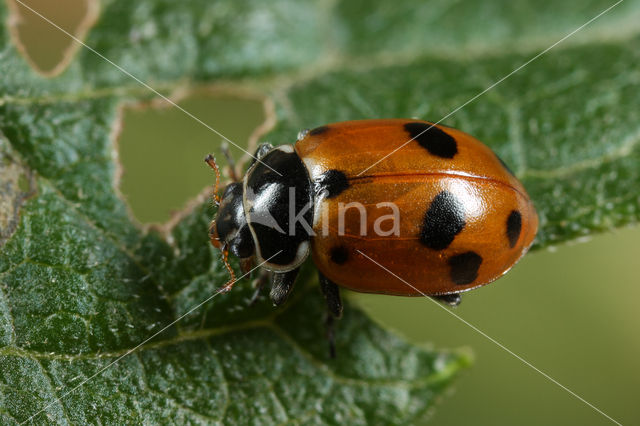 Ruigtelieveheersbeestje (Hippodamia variegata)