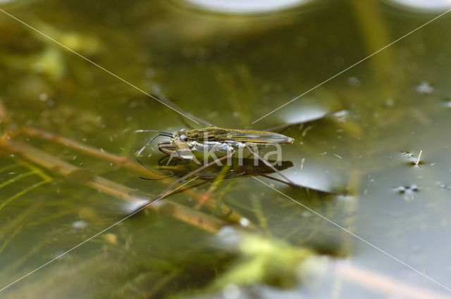 Schaatsenrijder (Gerris lacustris)