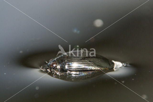 Whirligig beetle (Gyrinus substriatus)