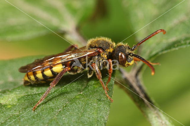 Signaalwespbij (Nomada signata)