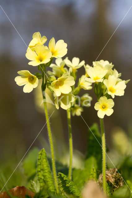 Slanke sleutelbloem (Primula elatior)