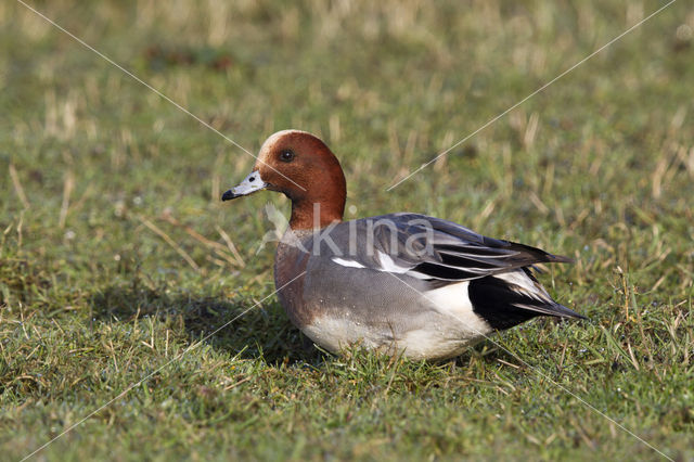 Wigeon (Anas penelope)