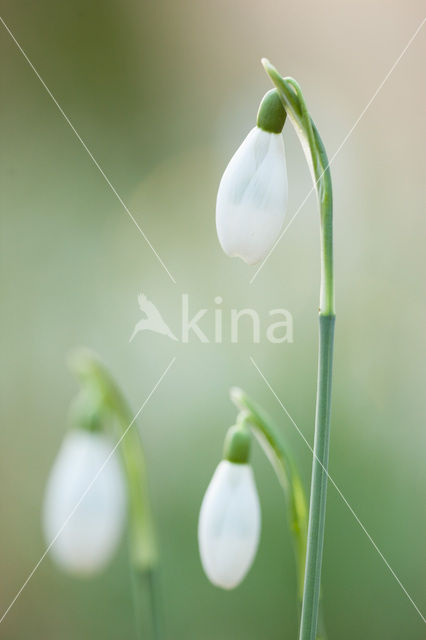 Snowdrop (Galanthus spec.)