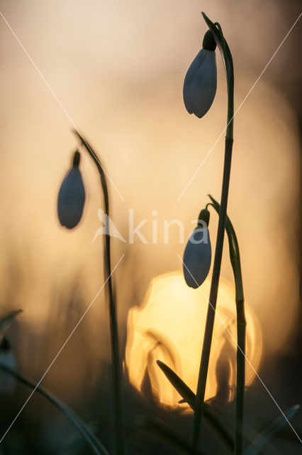 Snowdrop (Galanthus spec.)