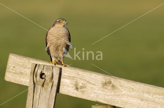 Sperwer (Accipiter nisus)