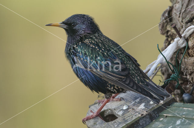 Spreeuw (Sturnus vulgaris)