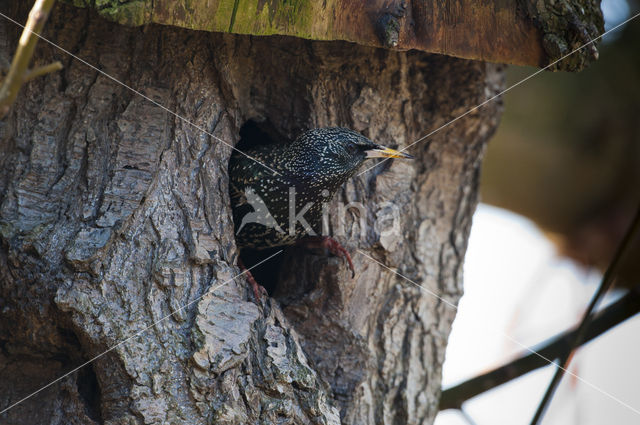 Spreeuw (Sturnus vulgaris)