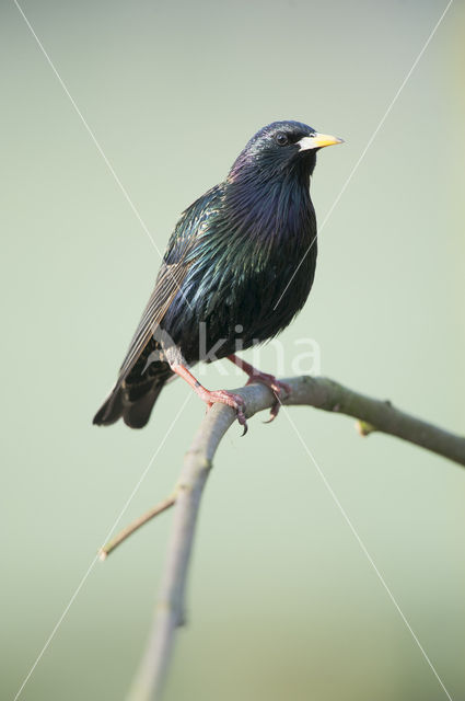 Spreeuw (Sturnus vulgaris)