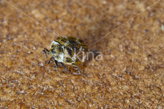 varied carpet beetle (Anthrenus verbasci)