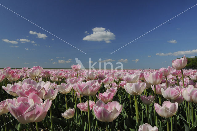 Tulp (Tulipa)