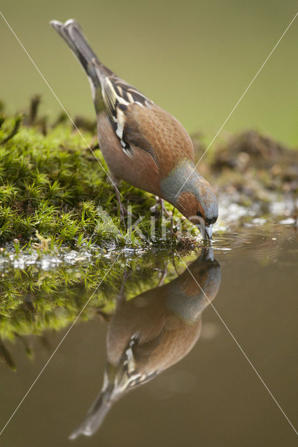 Vink (Fringilla coelebs)