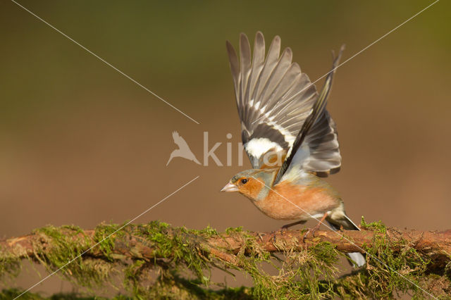 Vink (Fringilla coelebs)